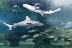 Aquarium